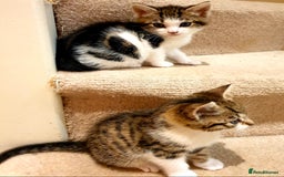 Mixed Breed cats for sale: Adorable trio of kittens  - Image 10