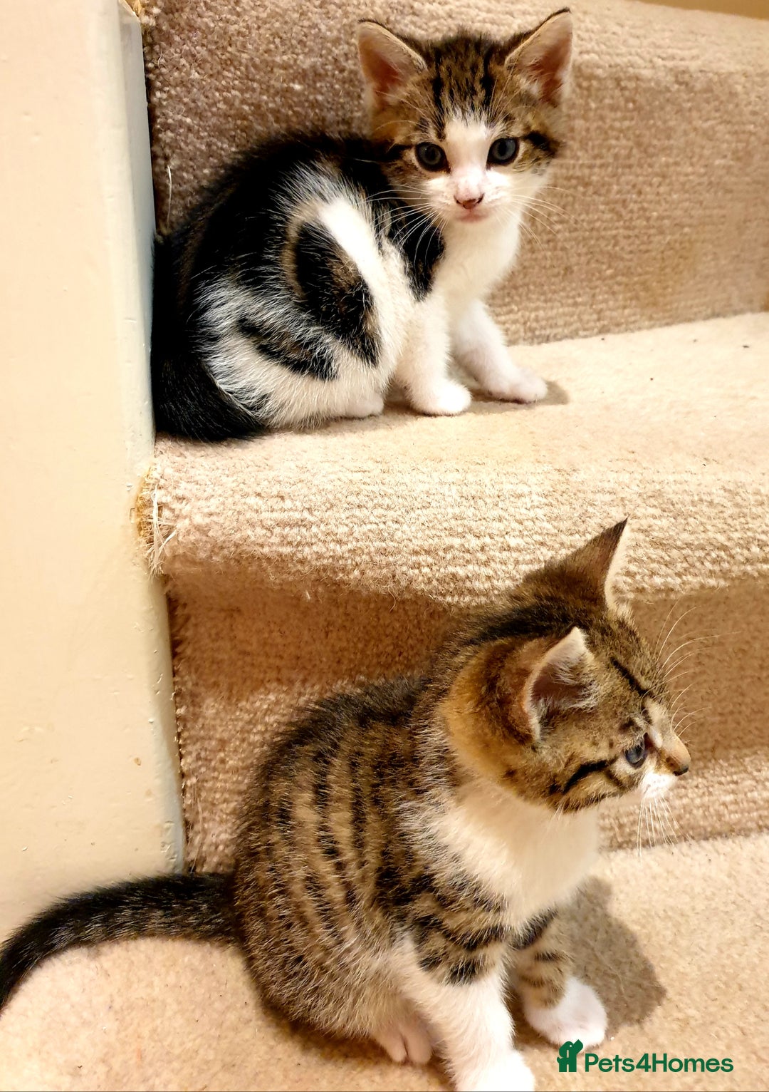 Mixed Breed cats for sale: Adorable trio of kittens  - Image 10