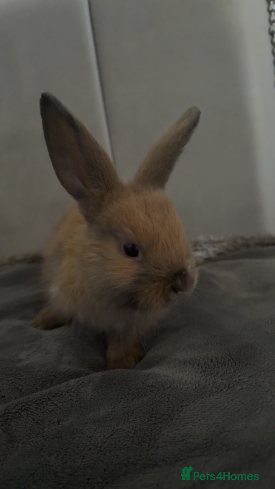 English Lop rabbits Message for more information  - Advert 3