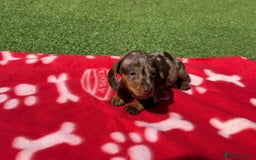 Miniature Dachshund dogs for sale: 5 miniature dachshund puppies - Image 5