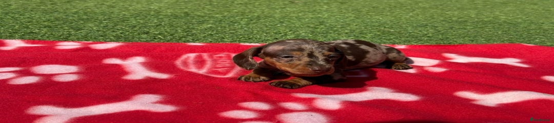 Miniature Dachshund Puppy 5