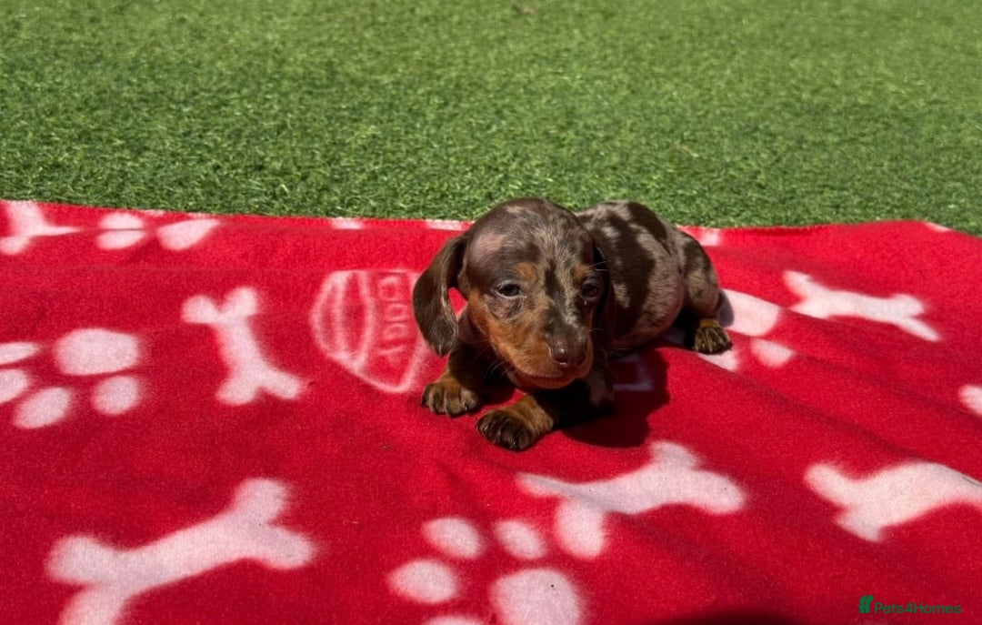 Miniature Dachshund dogs for sale: 5 miniature dachshund puppies - Image 5