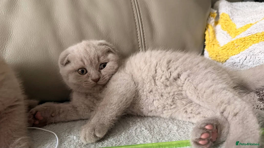 British Shorthair cats for sale: British Short hair and Scotish Fold - Advert 10