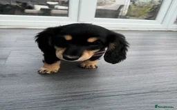 Miniature Dachshund dogs for sale: Min longhair dachshund  - Image 2