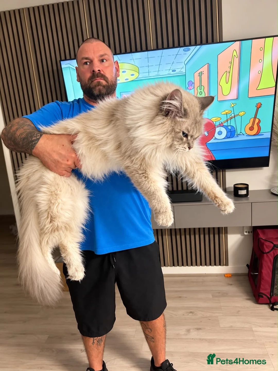 Maine Coon cats for stud: XL Maine Coon Stud  - Advert 1