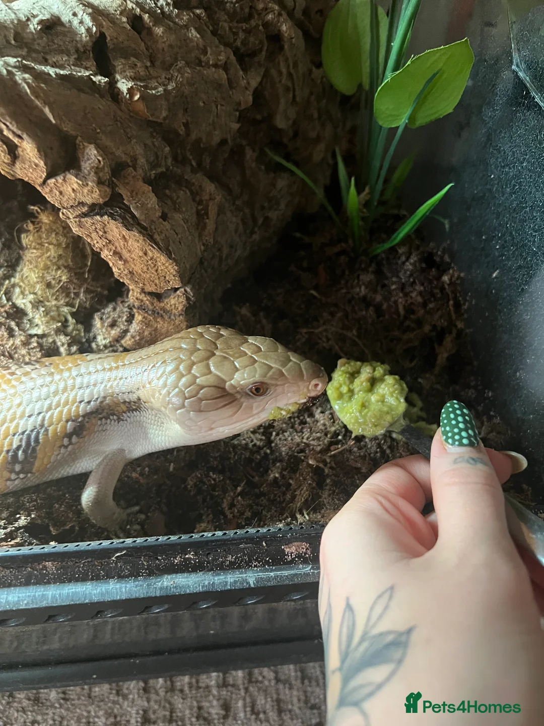Skink reptiles for sale: Female Northern Blue Tongue Skink - Advert 3
