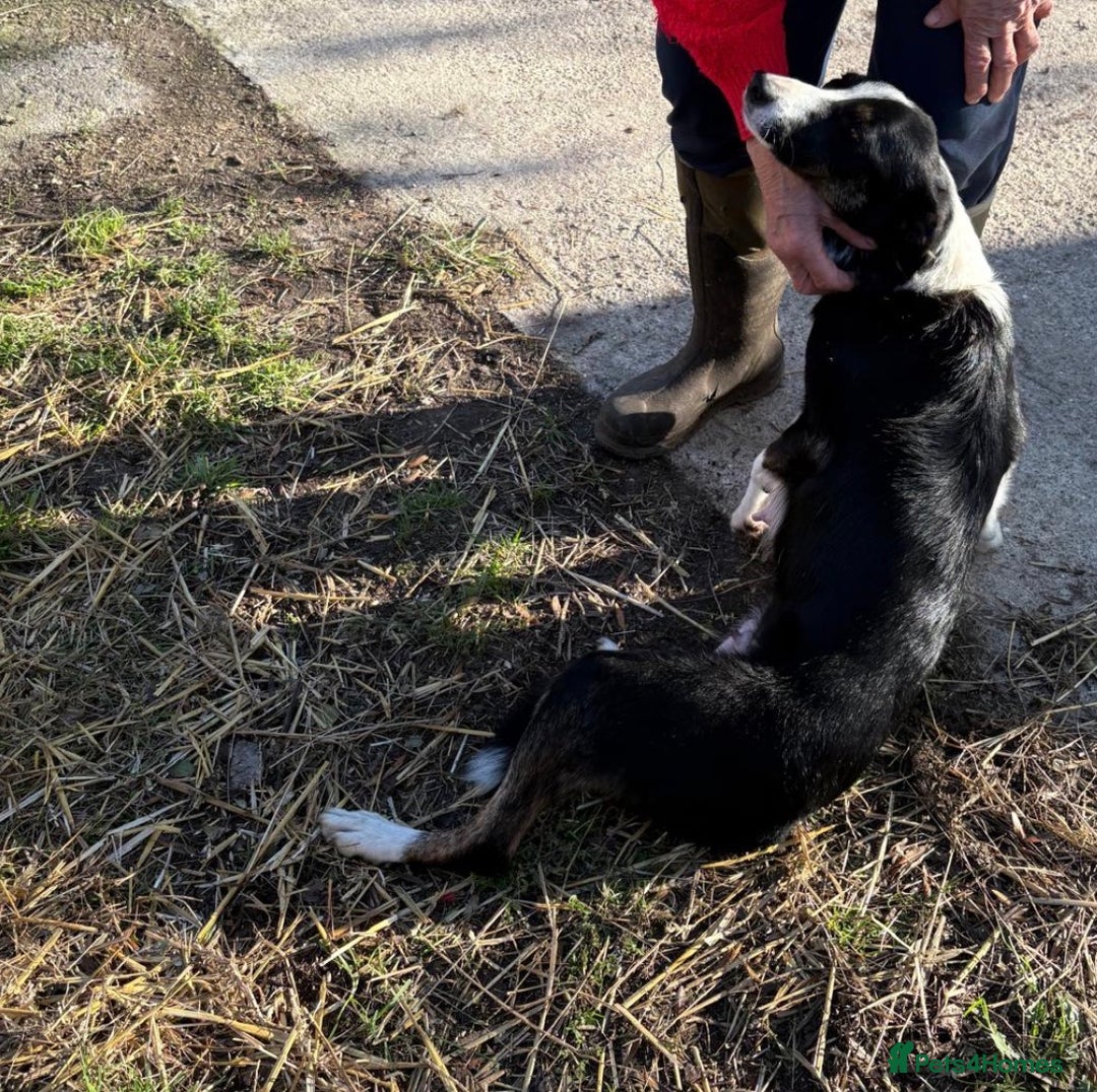 Border Collie dogs for sale: Male border collie  - Advert 4