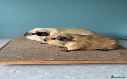 Guinea Pig rodents for sale: Californian Male Bonded pairs - Image 7