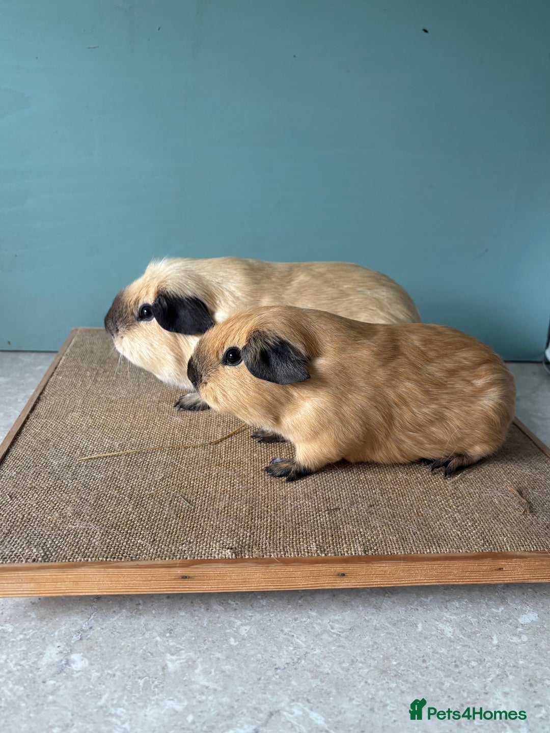 Guinea Pig rodents for sale: Californian Male Bonded pairs - Image 7