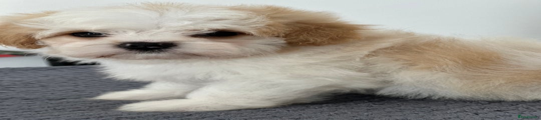 Havanese Puppy 1