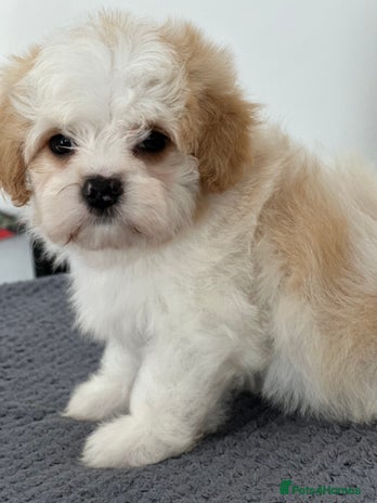 Havanese dogs - Advert 1