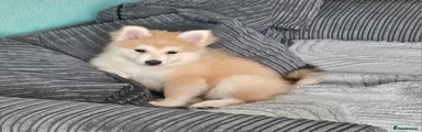 Pomsky 1