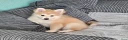 Pomsky dogs for sale: Stunning Pomsky Puppies  in Worthing - Advert 26