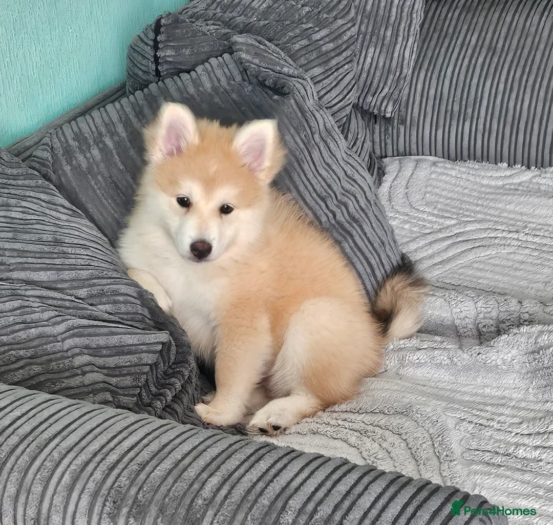Pomsky dogs for sale: Stunning Pomsky Puppies  in Worthing - Advert 26