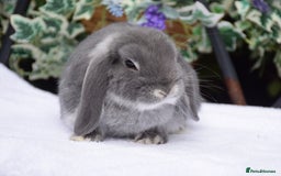 Mini Lop rabbits for sale: Beautiful pure mini lop boy - Image 2