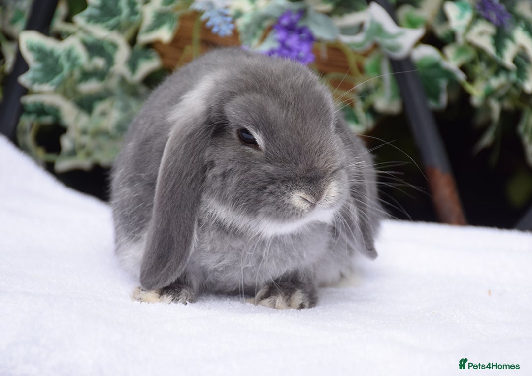Mini Lop rabbits for sale: Beautiful pure mini lop boy - Image 2