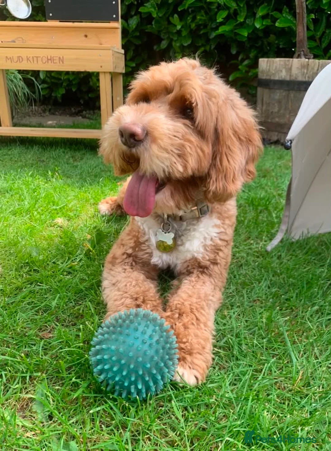 Cockapoo dogs for sale: 2x male cockapoos 1 golden 1 brown  in Northallerton - Advert 13