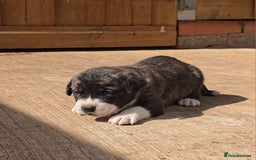 Cane Corso dogs for sale: Beautiful Italian Mastiff available - Image 12