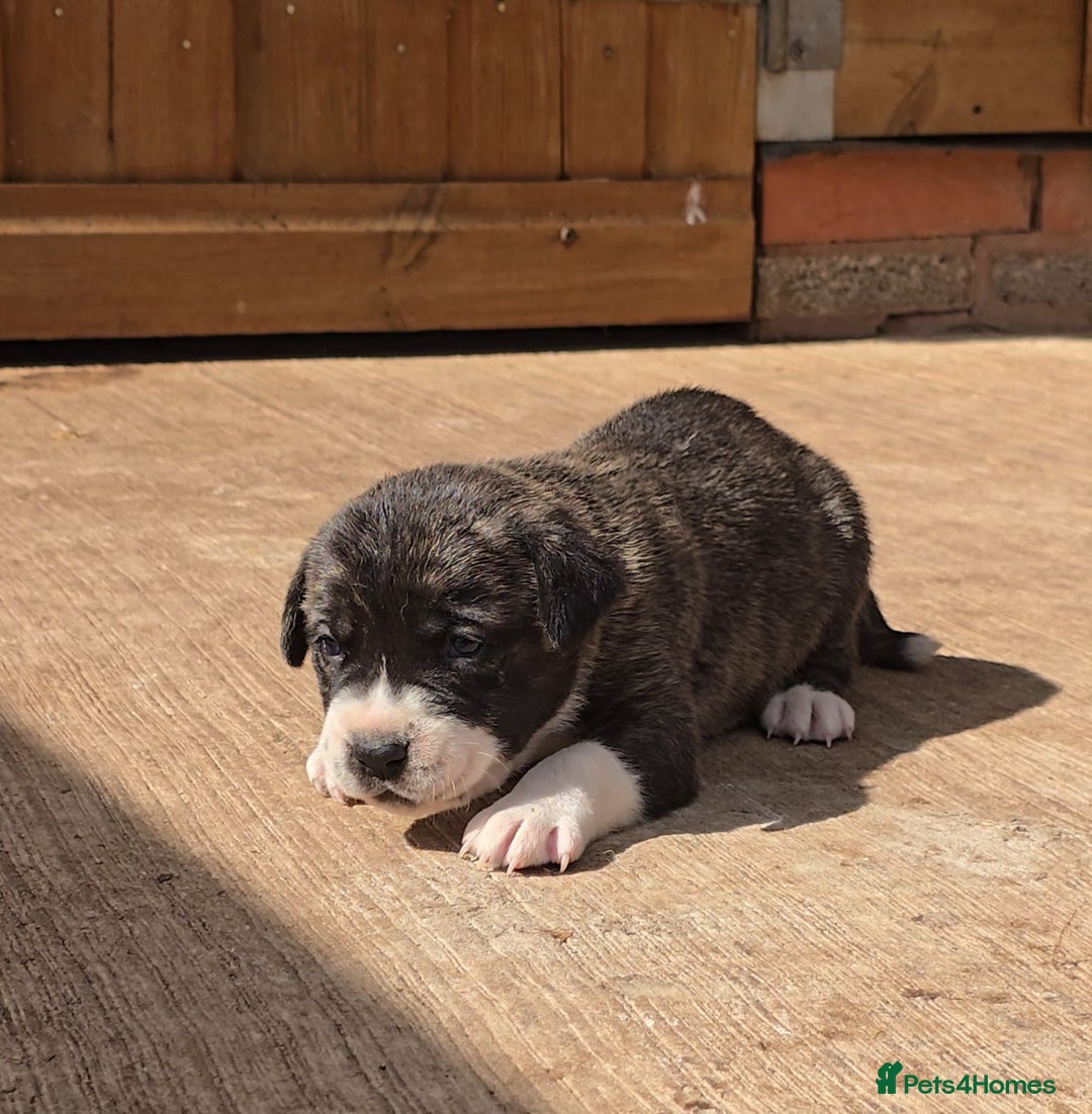 Cane Corso dogs for sale: Beautiful Italian Mastiff available - Image 12