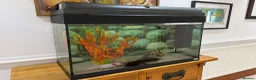Axolotl reptiles for sale: TWO FEMALE AXOLOTL’S COMPLETE WITH TANK SET UP - Advert 1