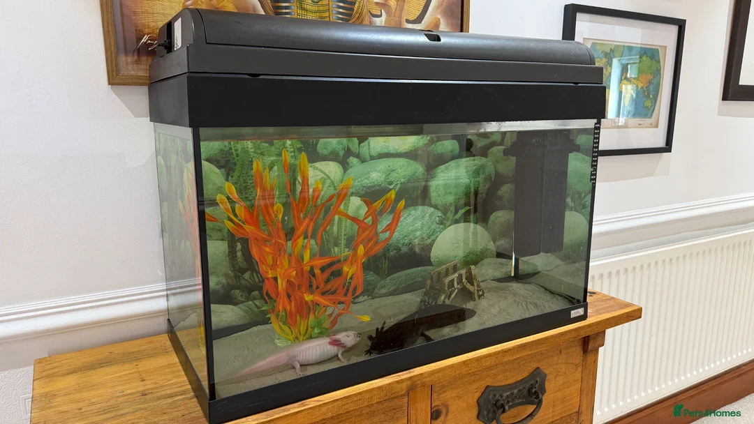 Axolotl reptiles for sale: TWO FEMALE AXOLOTL’S COMPLETE WITH TANK SET UP - Advert 1