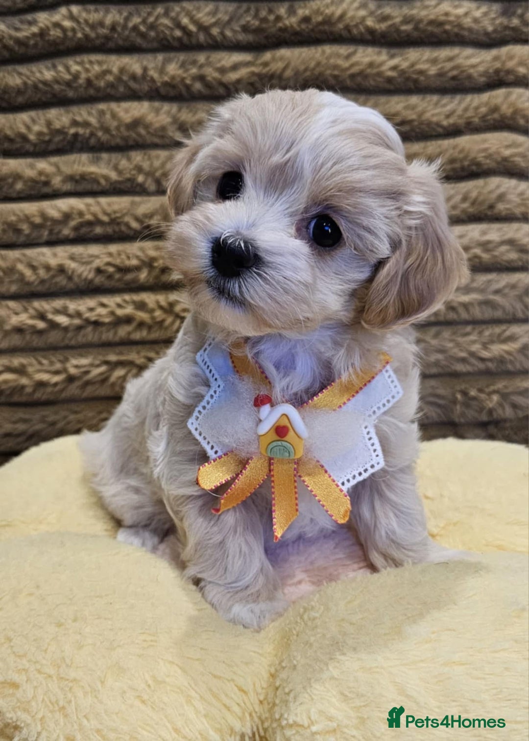Maltipoo dogs for sale: F1 Beautiful Maltipoo Girls - Advert 1