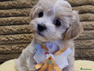 Maltipoo dogs F1 Beautiful Maltipoo Girls - Advert 1