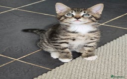 Maine Coon cats for sale: Cross Maine Coon - Image 2