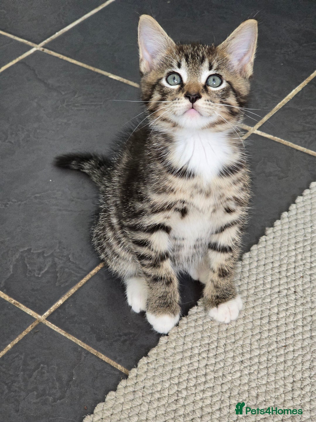 Maine Coon cats for sale: Cross Maine Coon - Image 2
