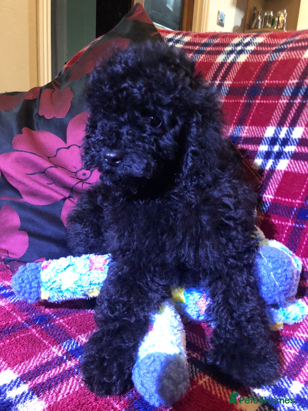 Cockapoo dogs for sale: Cockapoo puppies for sale  - Advert 37