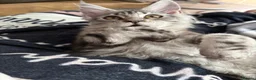 Maine Coon cats for sale: Beautiful Maine Coon Girl - Advert 4