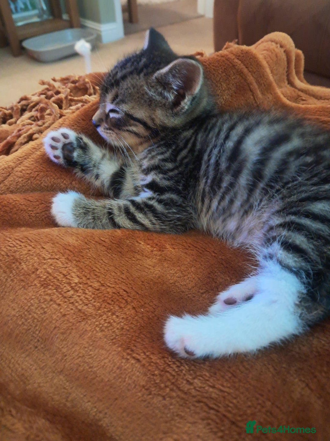 Mixed Breed cats for sale: 3 BEAUTIFUL KITTENS 😸 AVAILABLE STRAIGHT AWAY  - Advert 25