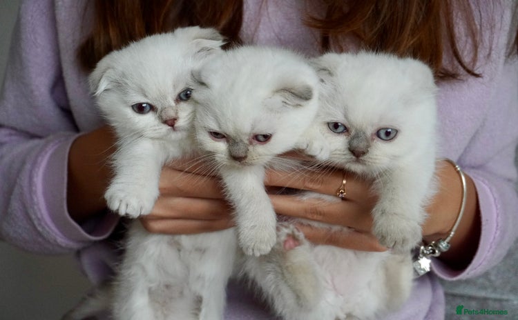 Scottish Fold cats - Advert 2