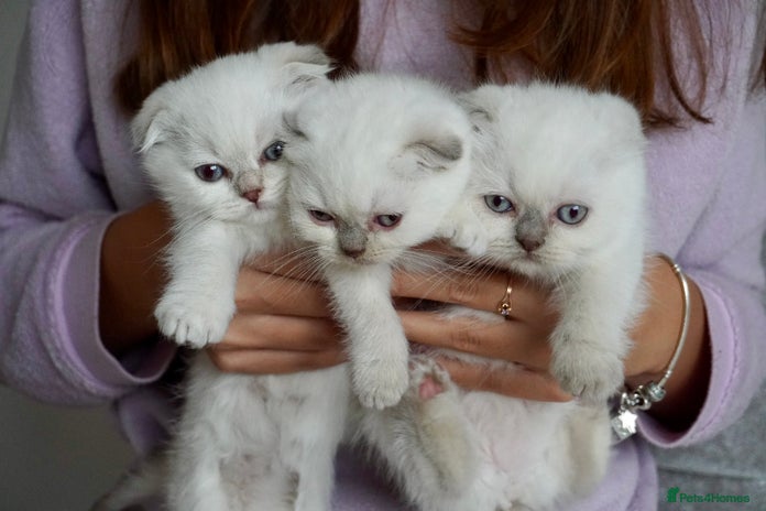 Scottish Fold cats - Advert 3