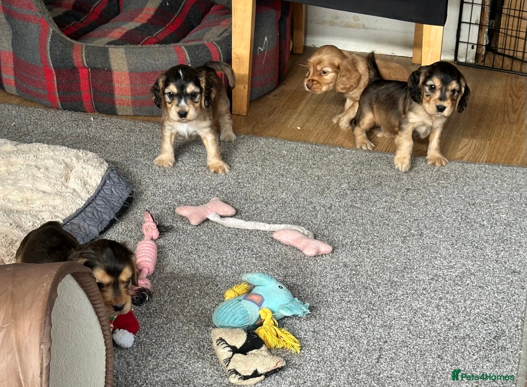 Cocker Spaniel dogs for sale: Handsome boys - Image 1