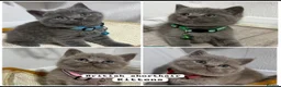 British Shorthair cats for sale: Beautiful British Shorthair Kittens😻 - Advert 38