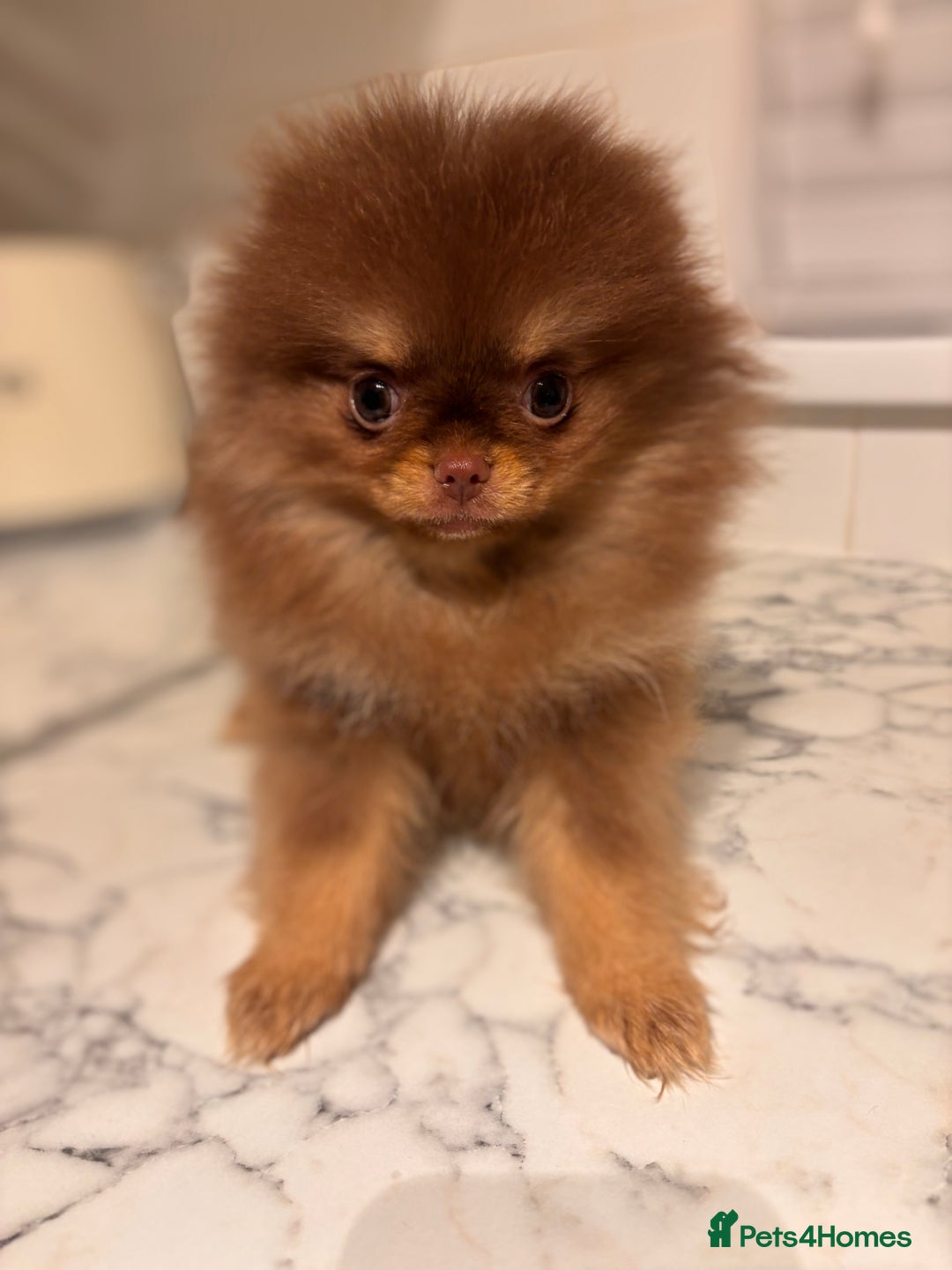 Pomeranian dogs for sale: Miniature Female  **  Pomeranian ‼️💗 - Advert 9