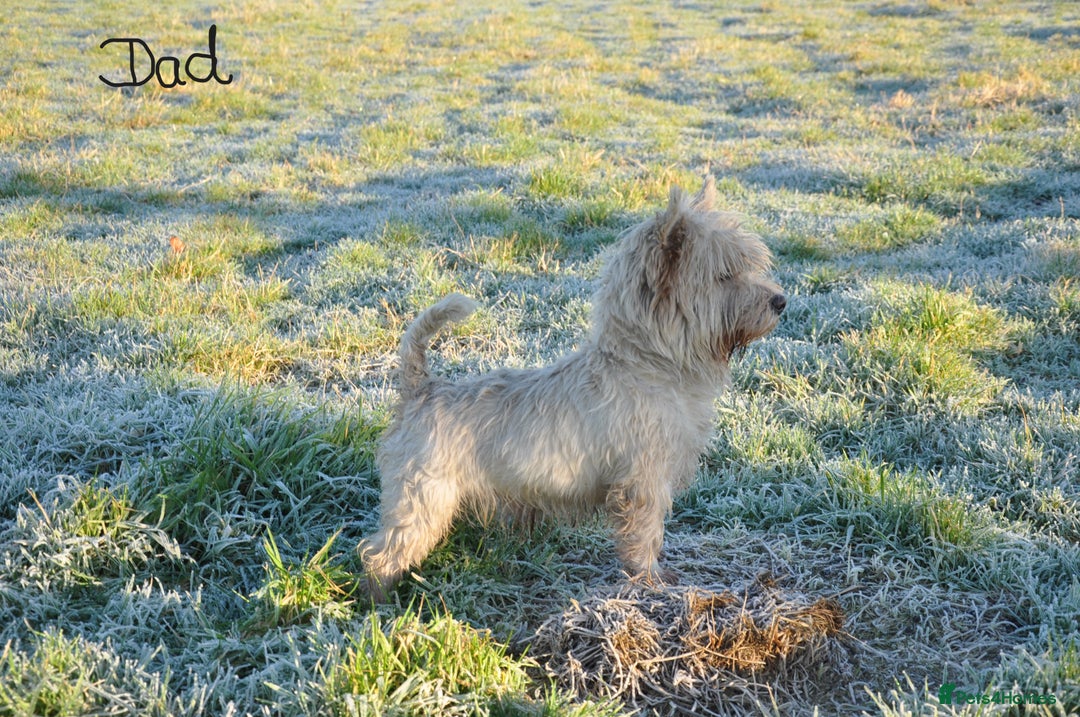 West Highland Terrier dogs for sale: West Highland terrier Puppies - Image 9