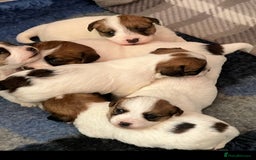 Jack Russell dogs for stud: Super KC Reg Health Tested Jack Russell  - Image 9