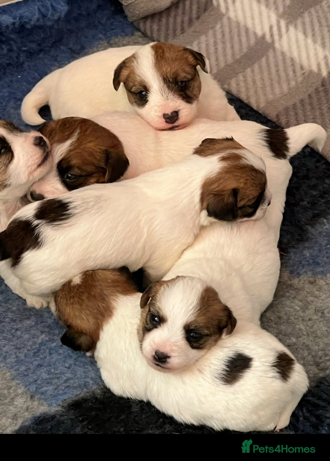 Jack Russell dogs for stud: Super KC Reg Health Tested Jack Russell  - Image 9