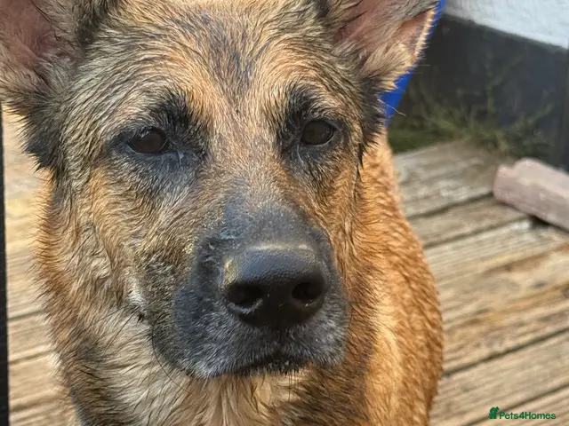 Mixed Breed dogs for sale: Mali x American bull dog puppies - Advert 8