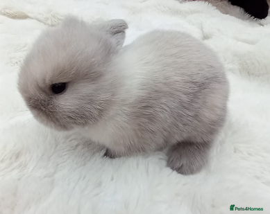 Mini Lop rabbits Pure Bred Mini Lops - Advert 2
