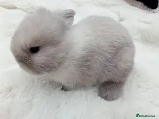 Mini Lop rabbits Pure Bred Mini Lops - Advert 2
