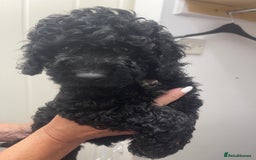 Cavapoo dogs for sale: 🐶 F1B CAVAPOOS 5* HEALTH CHECK 🐶 - Image 15
