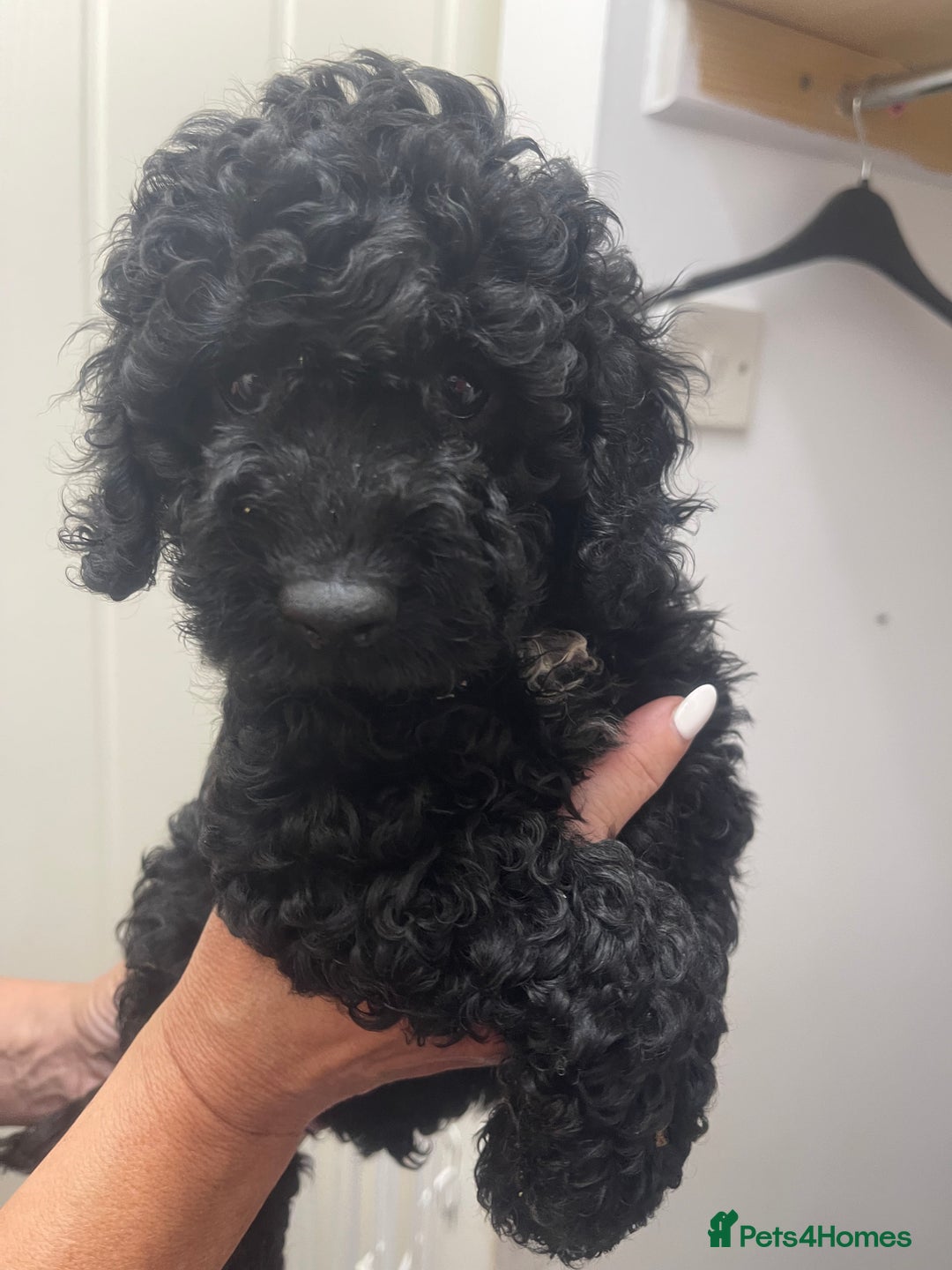 Cavapoo dogs for sale: 🐶 F1B CAVAPOOS 5* HEALTH CHECK 🐶 - Image 15