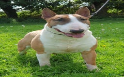 English Bull Terrier dogs for sale: Exceptional english bull terrier puppies  - Image 9
