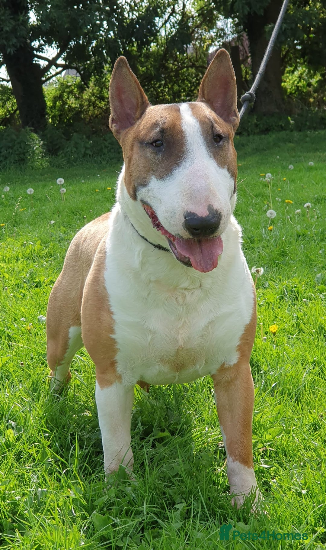 English Bull Terrier dogs for sale: Exceptional english bull terrier puppies  - Image 9