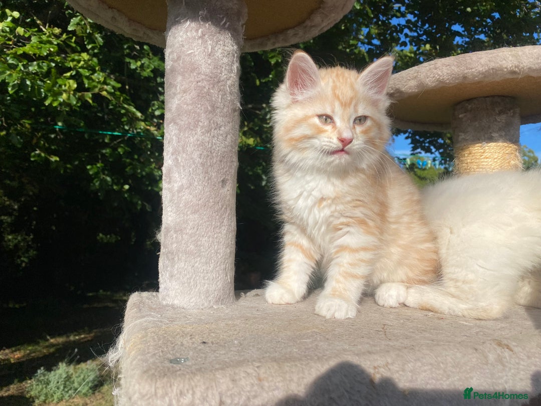Siberian cats for sale: x5 Adorable Pure Siberian Kittens to re-home😻 - Image 19