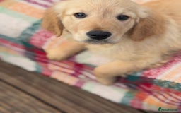 Golden Retriever dogs for sale: KC health checked outstanding temperaments  - Advert 8