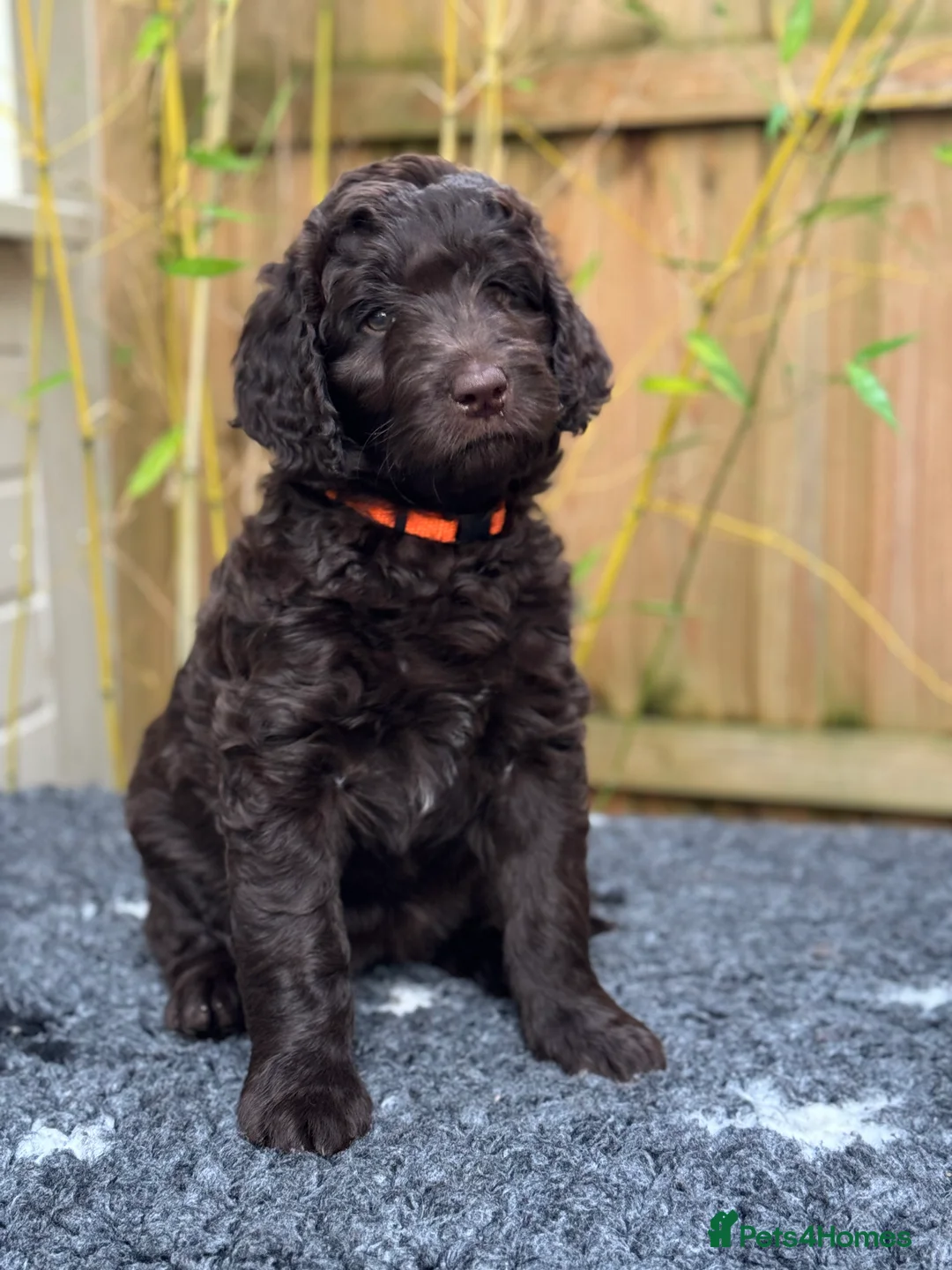 Labradoodle dogs for stud: F4 Standard Labradoodle (Fully Health Tested) - Advert 11